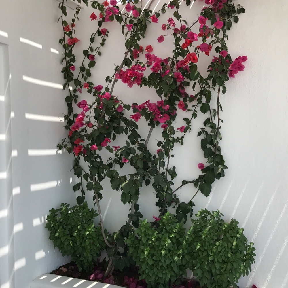 Meet your Posher, Janelle